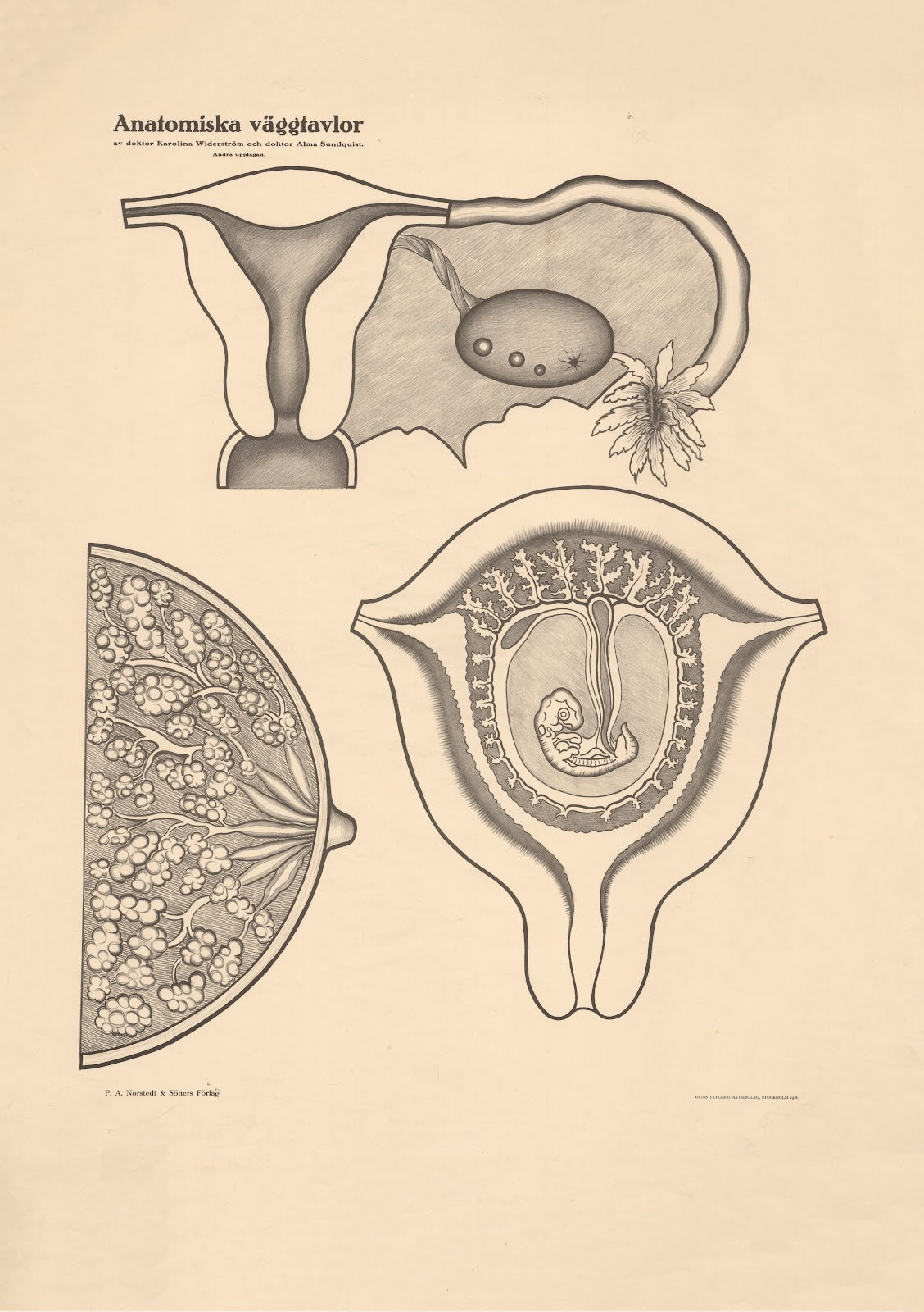 Fertilization and fetal development 1928