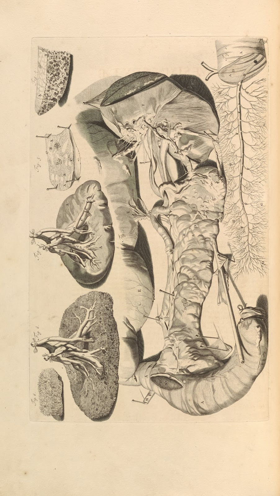 Anatomia humani corporis Pl037 1685
