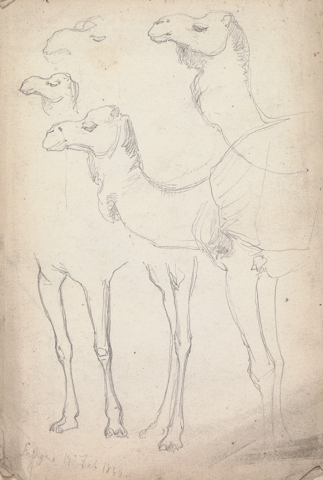Studies of Camels Lahore 17 February 1860 1860