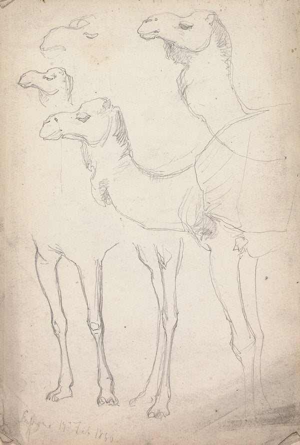 Studies of Camels Lahore 17 February 1860 1860