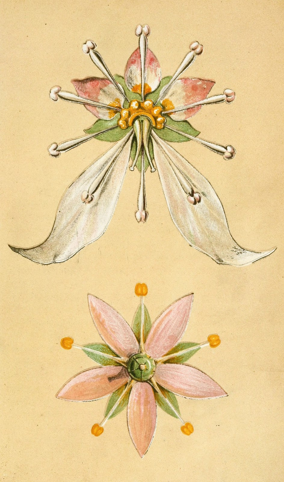 The Art of Decorative Design pl14 1862