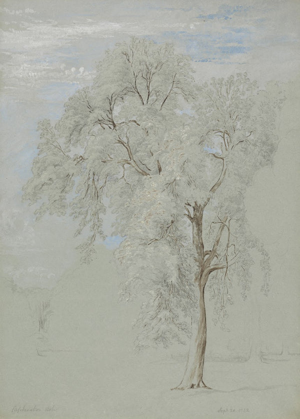 Ash Tree 1842