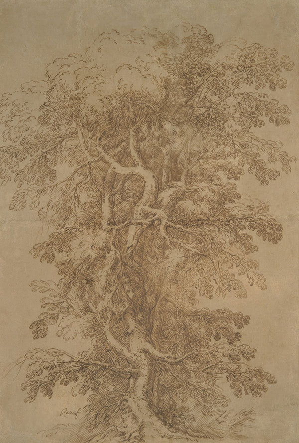 A Large Tree 161573
