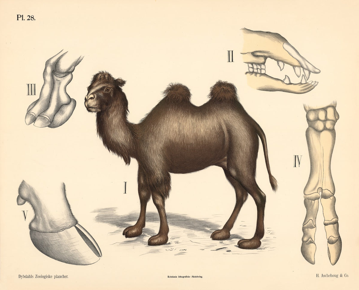 Pattedyr Drøvtyggere 1881