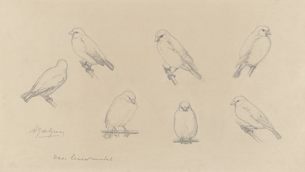 Study sheet with canaries 20th century