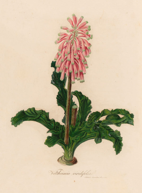 Veltheimia viridifolia 1818 1824