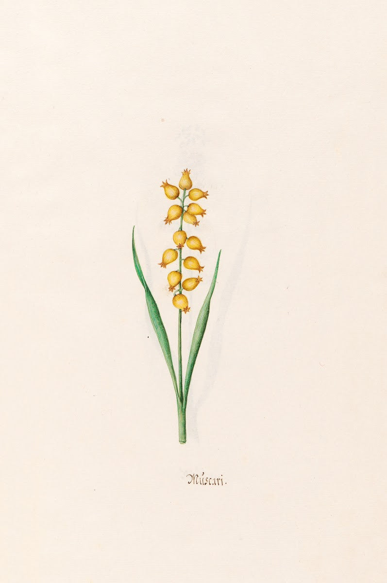 Müscari 1692