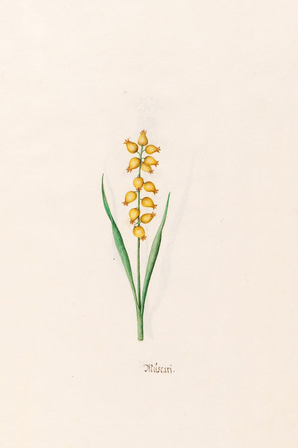 Müscari 1692