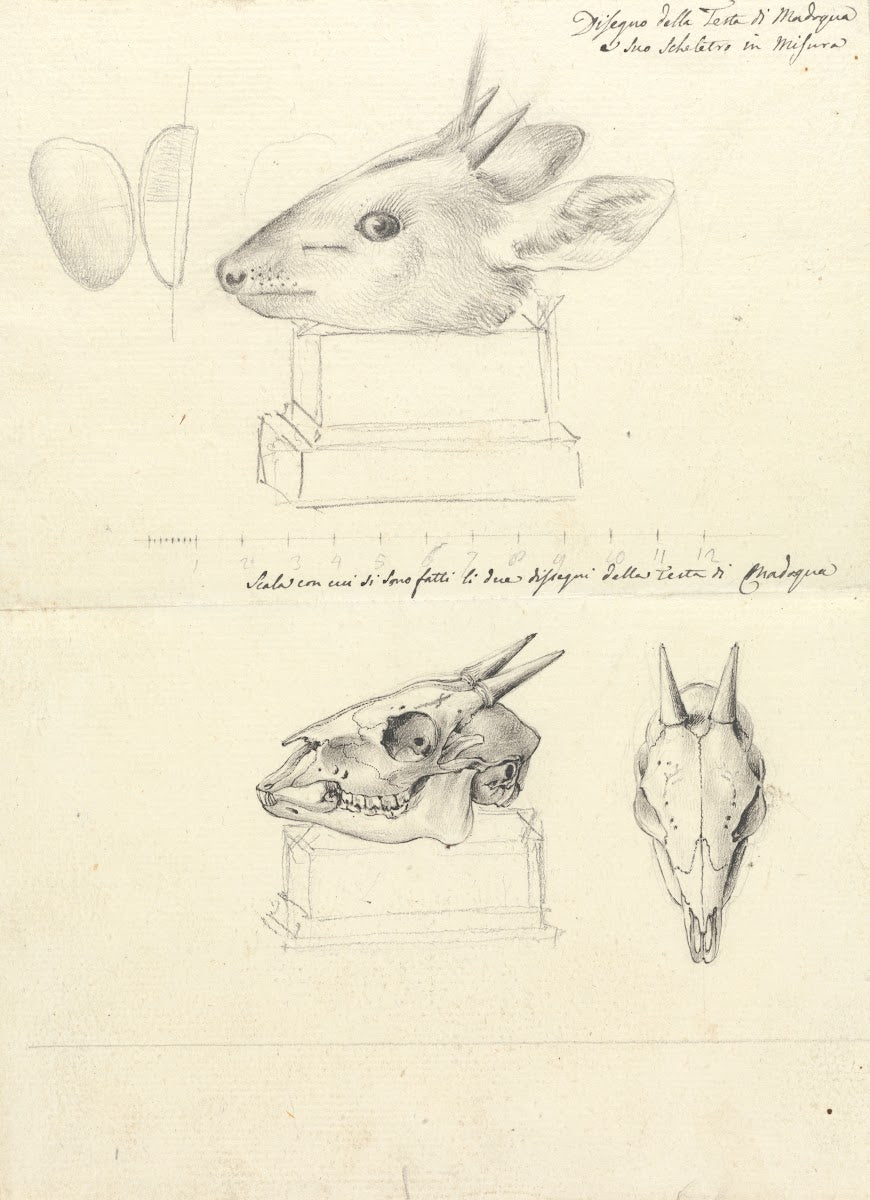 Testi di Madoqua Antelope Head and Skulls