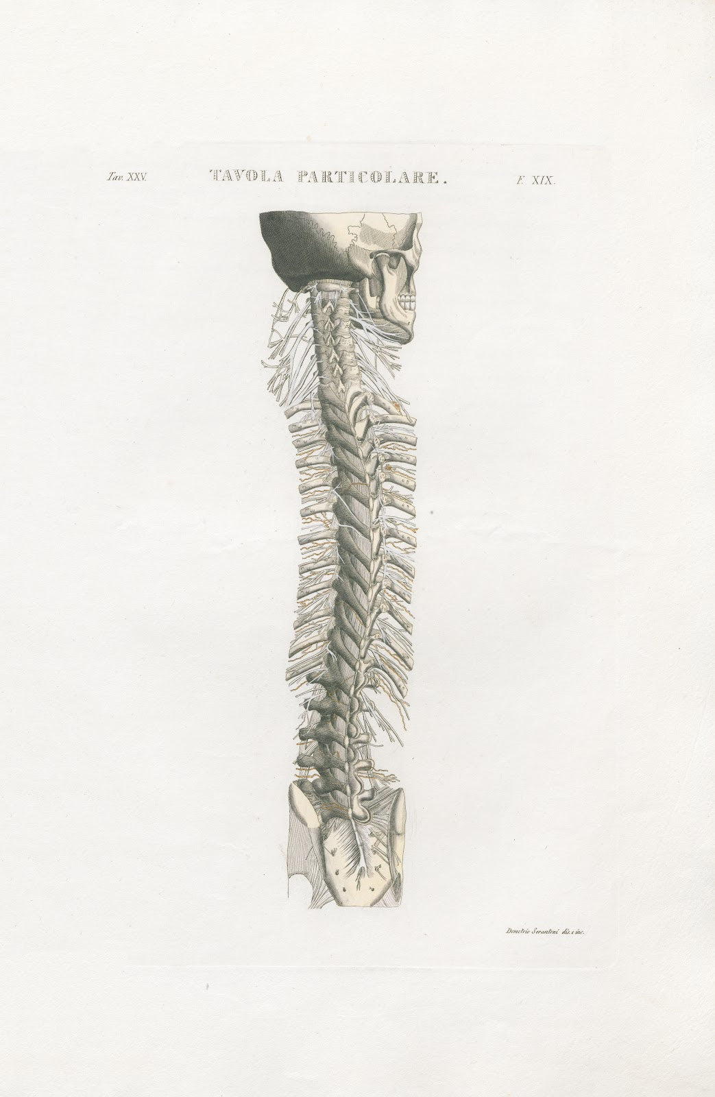 Anatomia Universale Pl57 1833