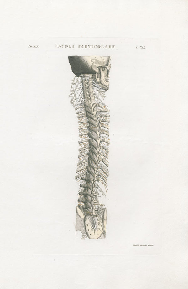 Anatomia Universale Pl57 1833