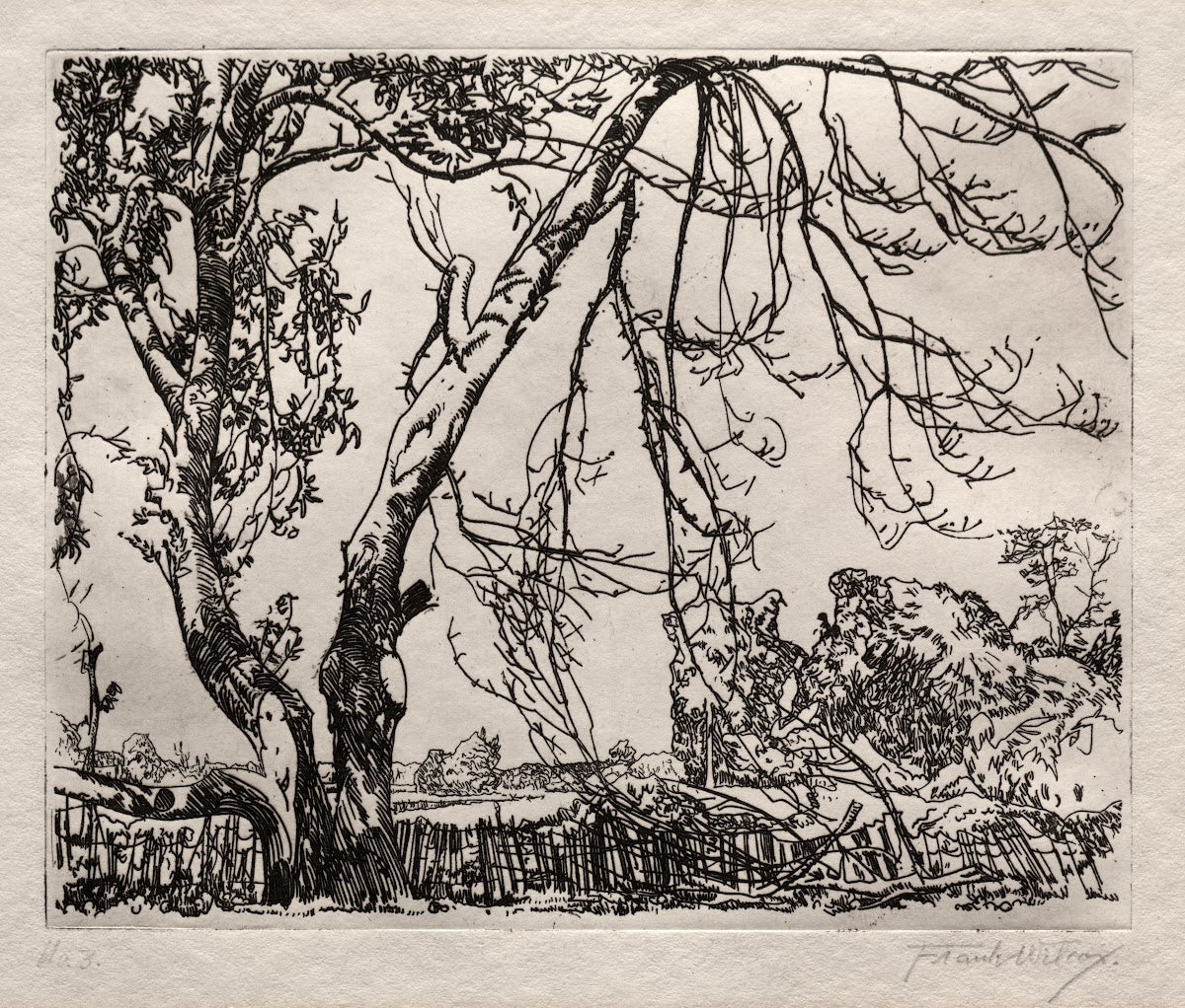Apple Tree