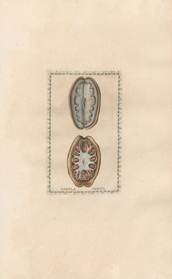 Bartholomaei Eustachii anatomici summi Romanae archetypae tabulae anatomicae nov