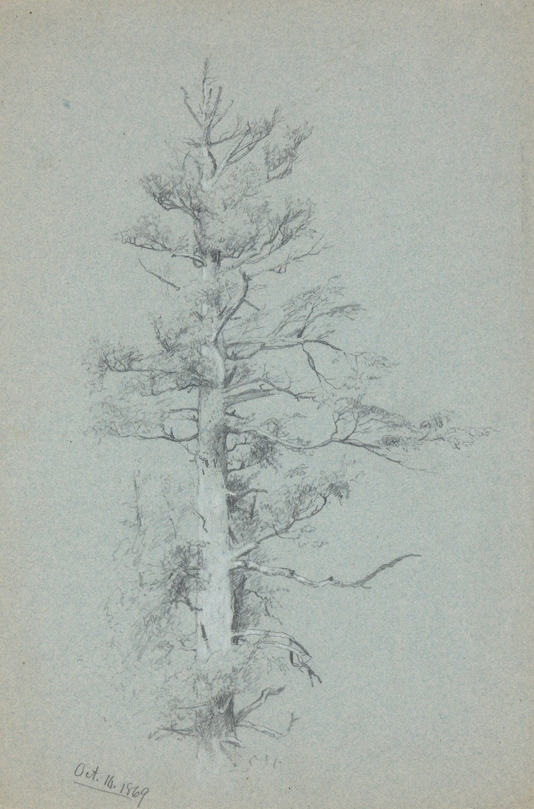TreeStudy 1869