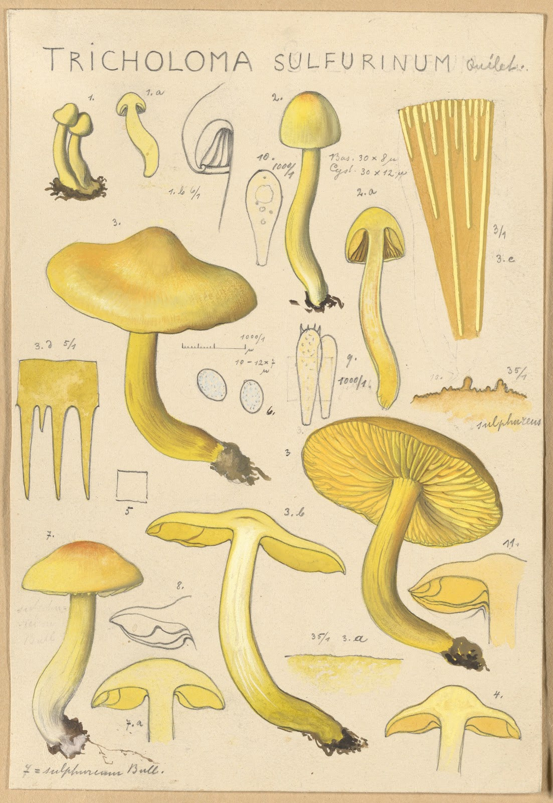 Tricholoma sulfurinum 1915 1945