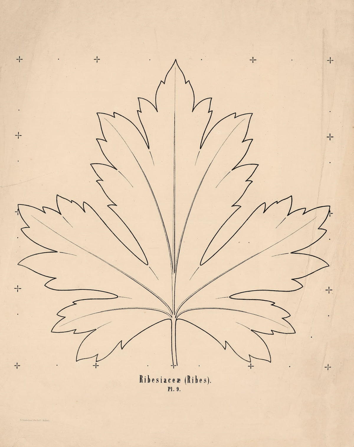 Ribesiaceæ Ribes 1863