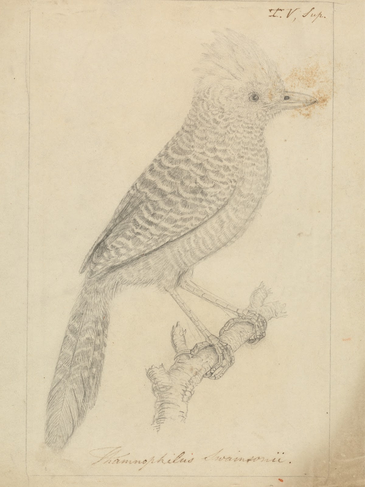 Tufted Antshrike