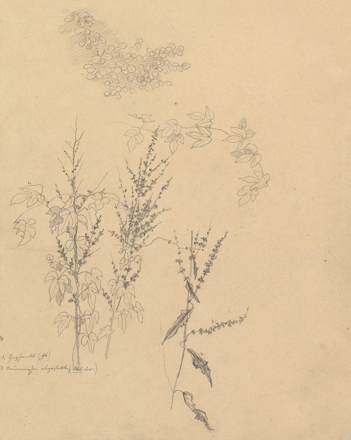 Studies of Plants 1833