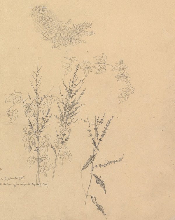 Studies of Plants 1833