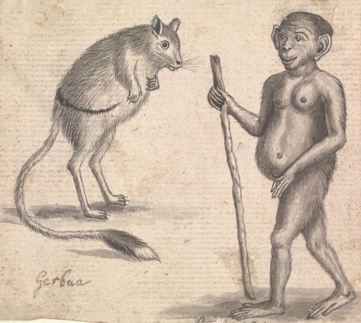 Monkey ca 1760