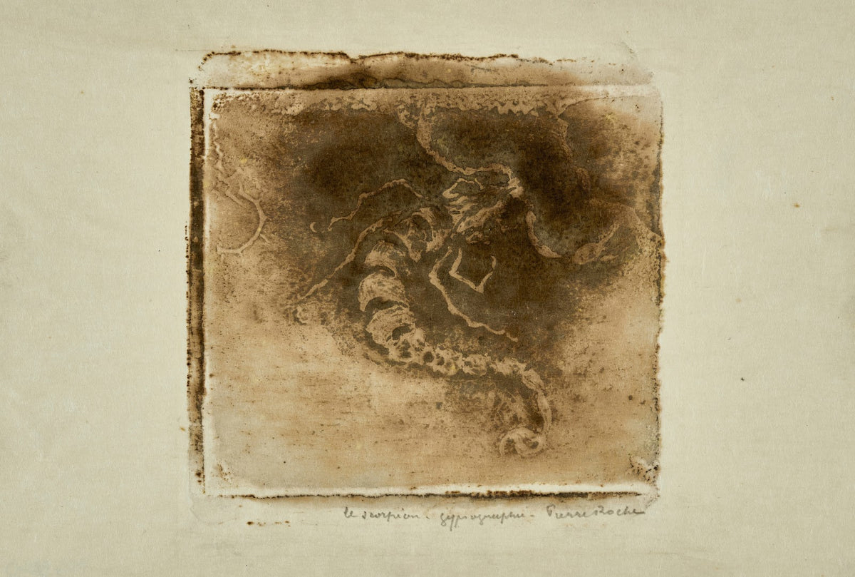 Scorpion 1897