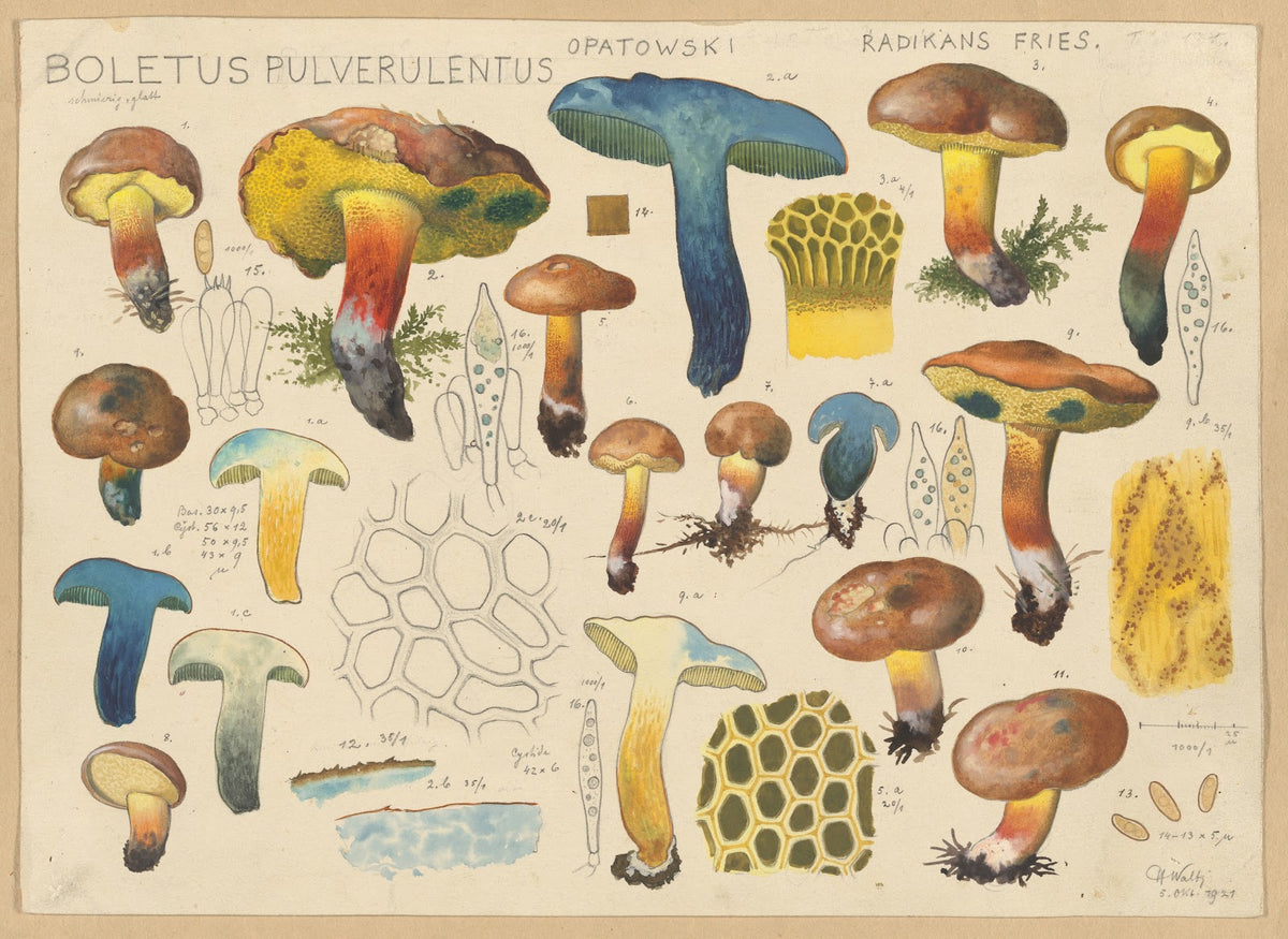 Boletus pulverulentus Opatowski radikans Fries 1915 1945