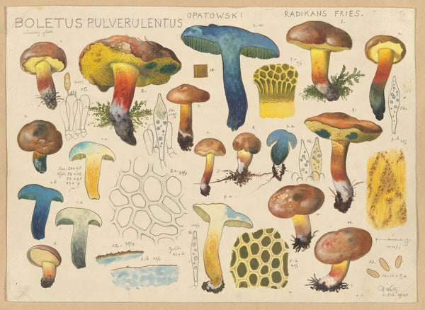 Boletus pulverulentus Opatowski radikans Fries 1915 1945
