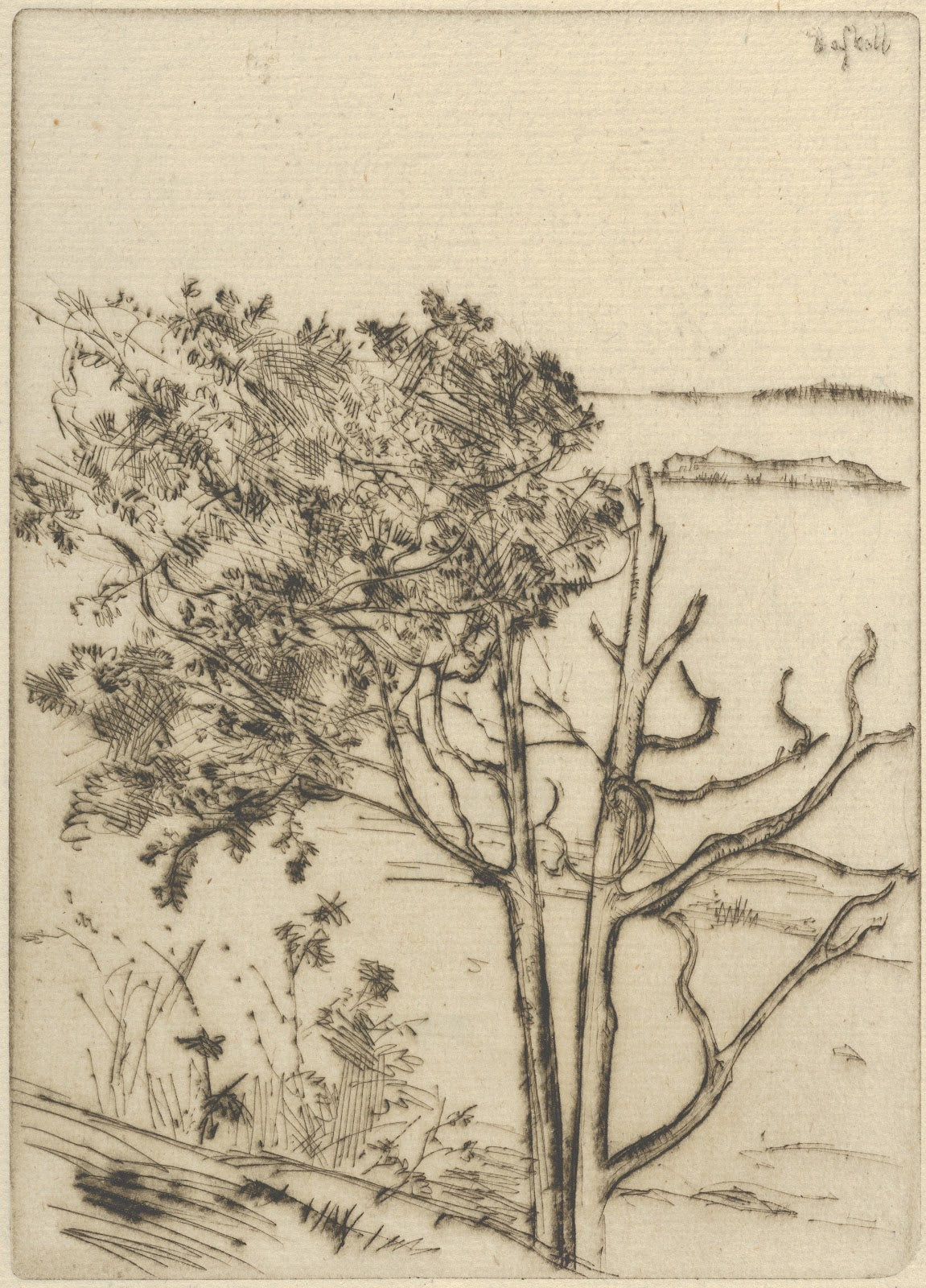 Ragged Tree  Maine 1903 1925