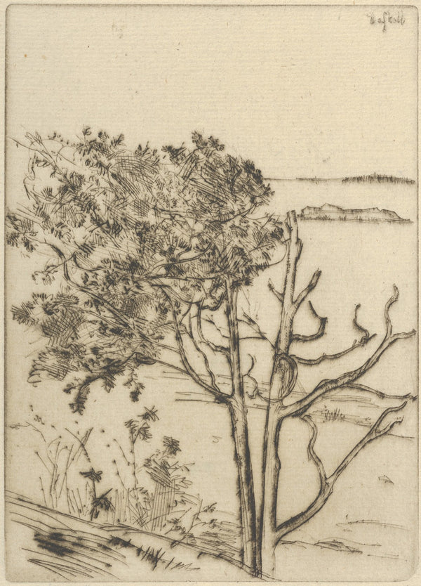 Ragged Tree  Maine 1903 1925