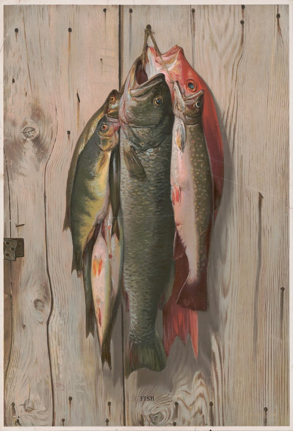 Fish 1898