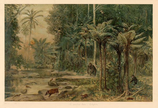 Equatorial rainforest in West Africa 1920