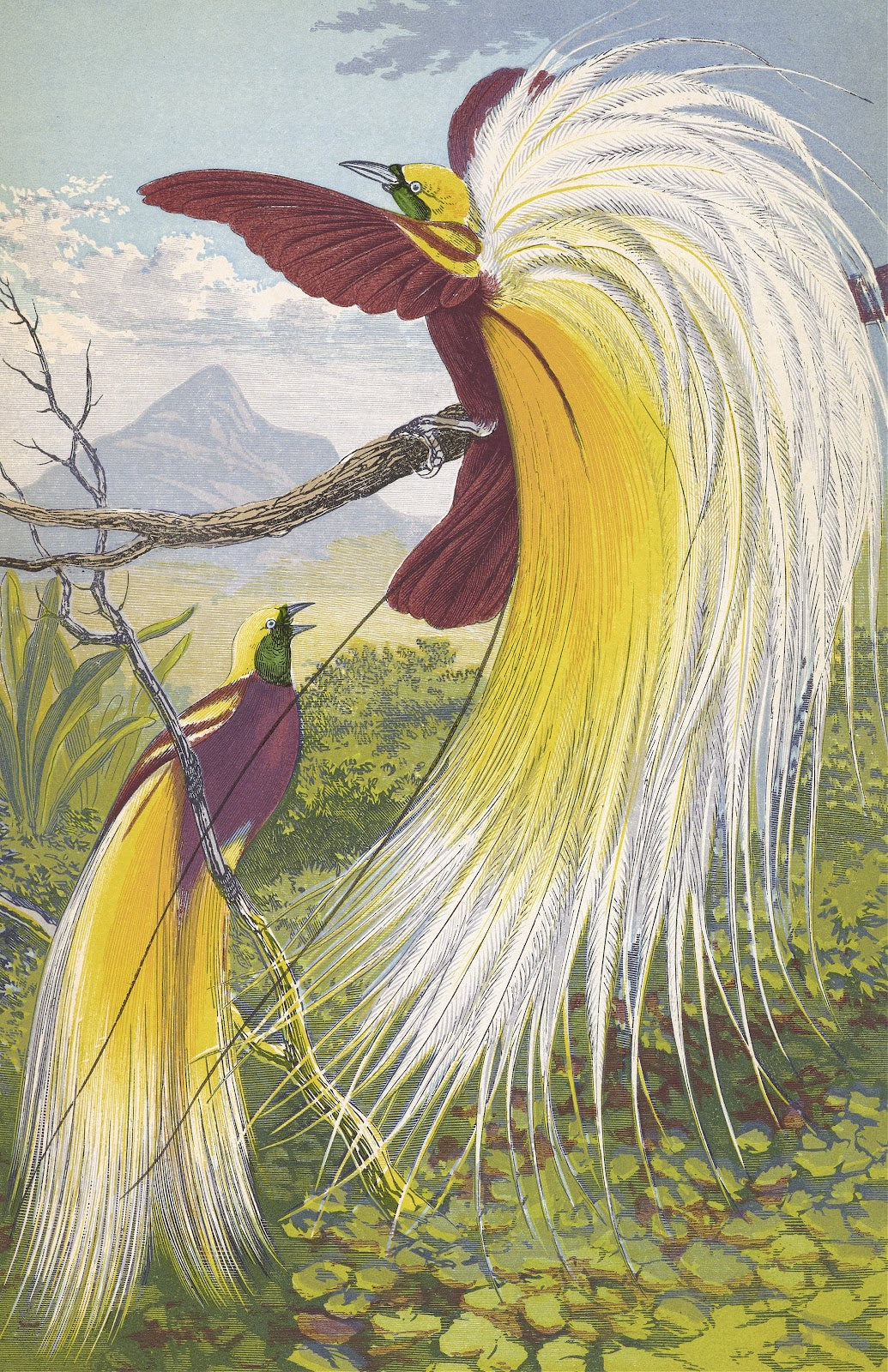 Paradisea Papuana 1871