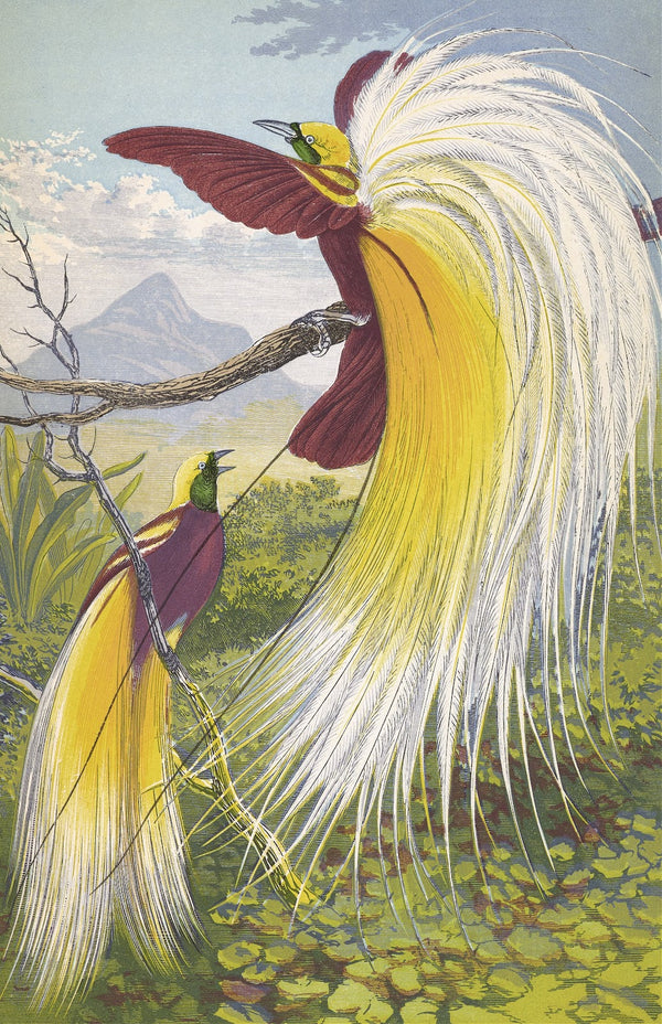 Paradisea Papuana 1871