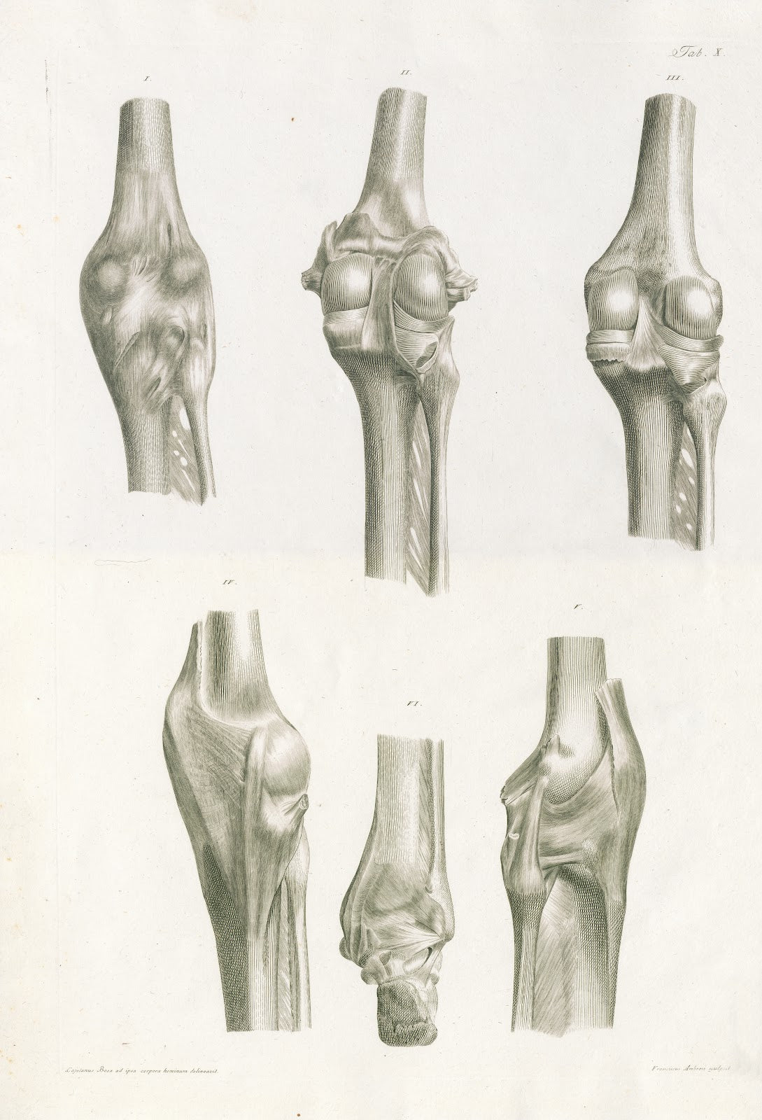 Floriani Caldani tabulae anatomicae ligamentorum corporis humani Pl10 1803