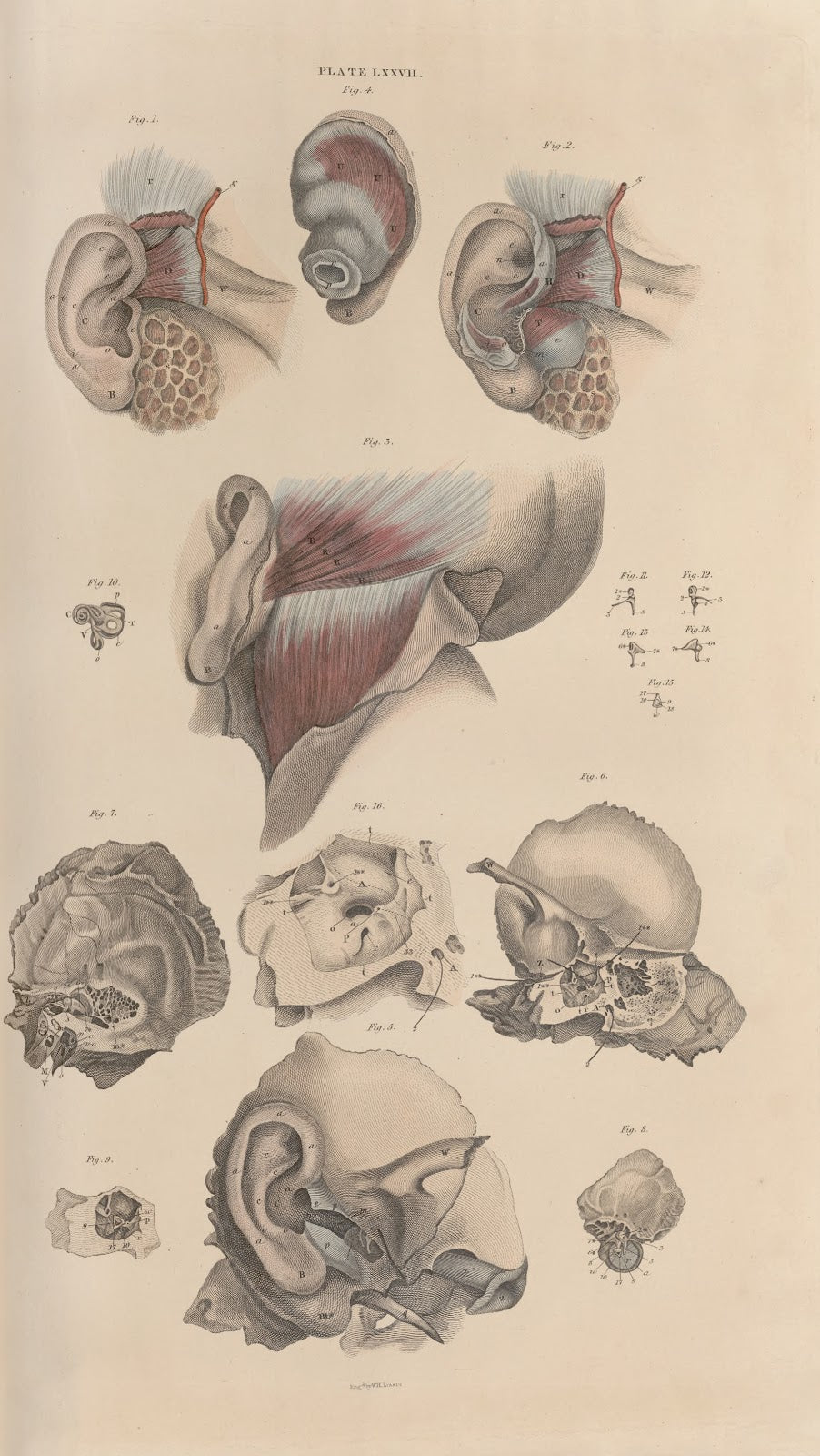 A system of anatomical plates of the human body Pl080 1840