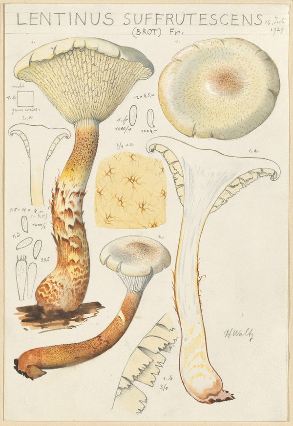 Lentinus suffrutescens 1915 1945