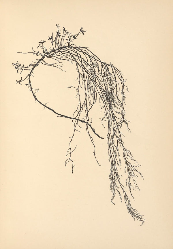 Vertrauen Pl34 1933