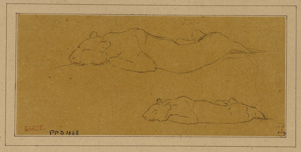 Deux études de panthère allongée 19th century