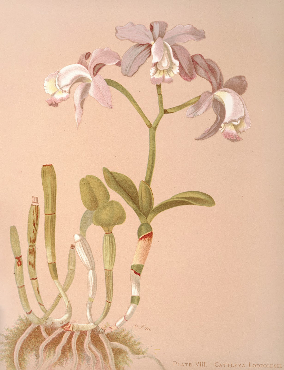 Cattleya Loddigesii 1885