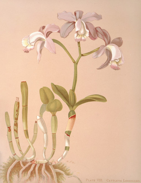 Cattleya Loddigesii 1885