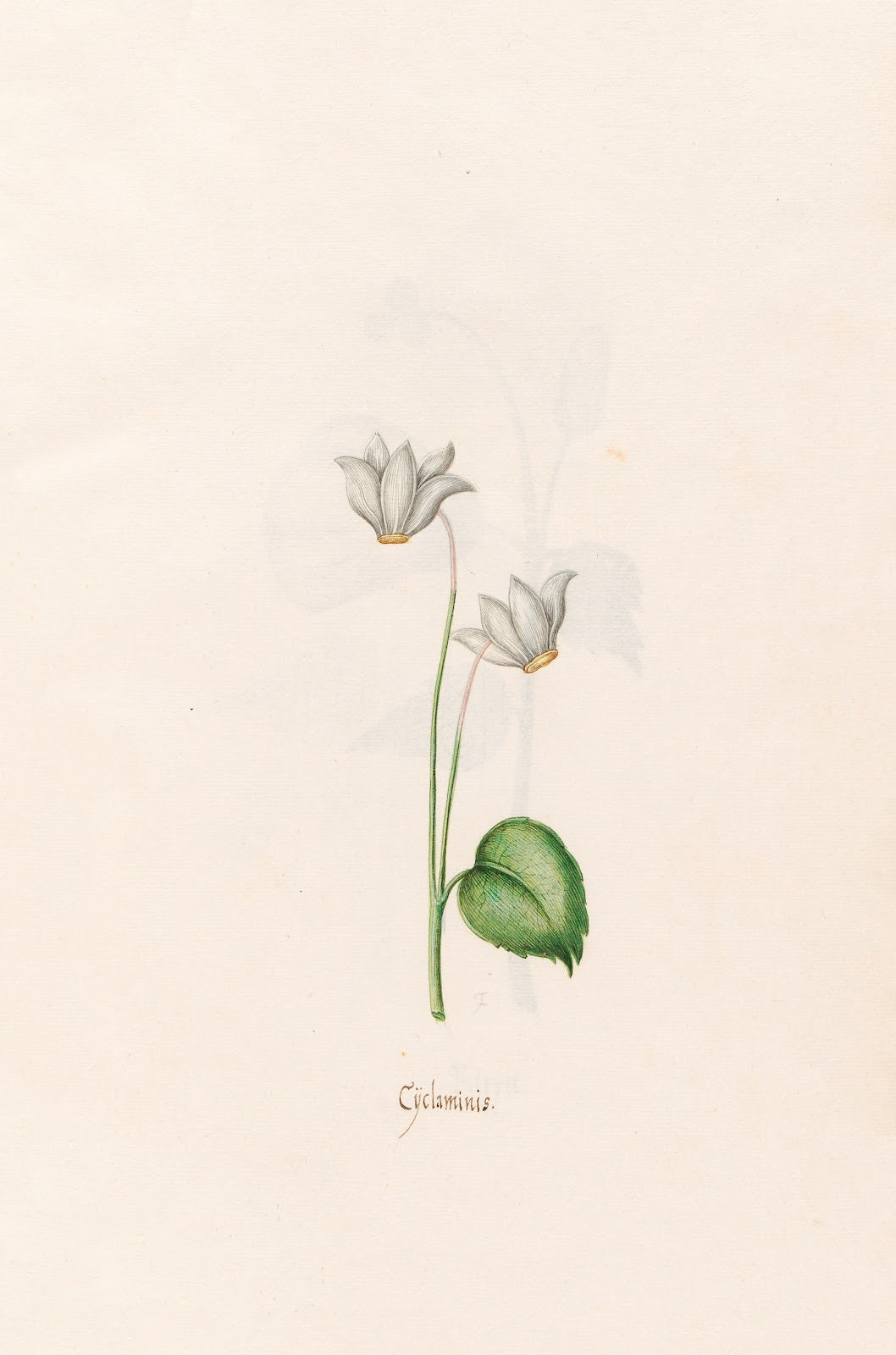 Cÿclaminis Cyclamen 1692