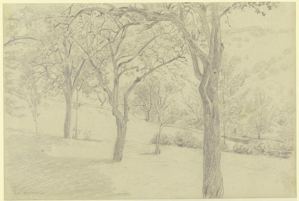 Tree meadow