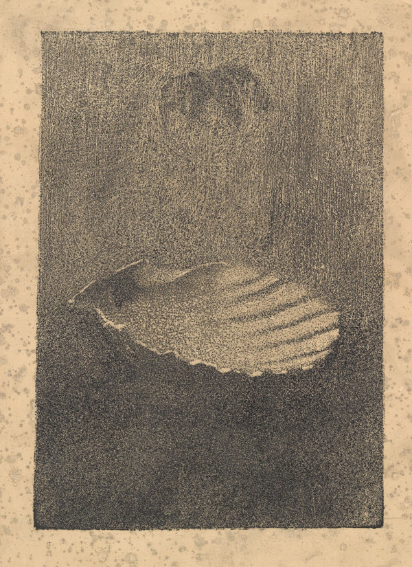 Shell on the table 20th century