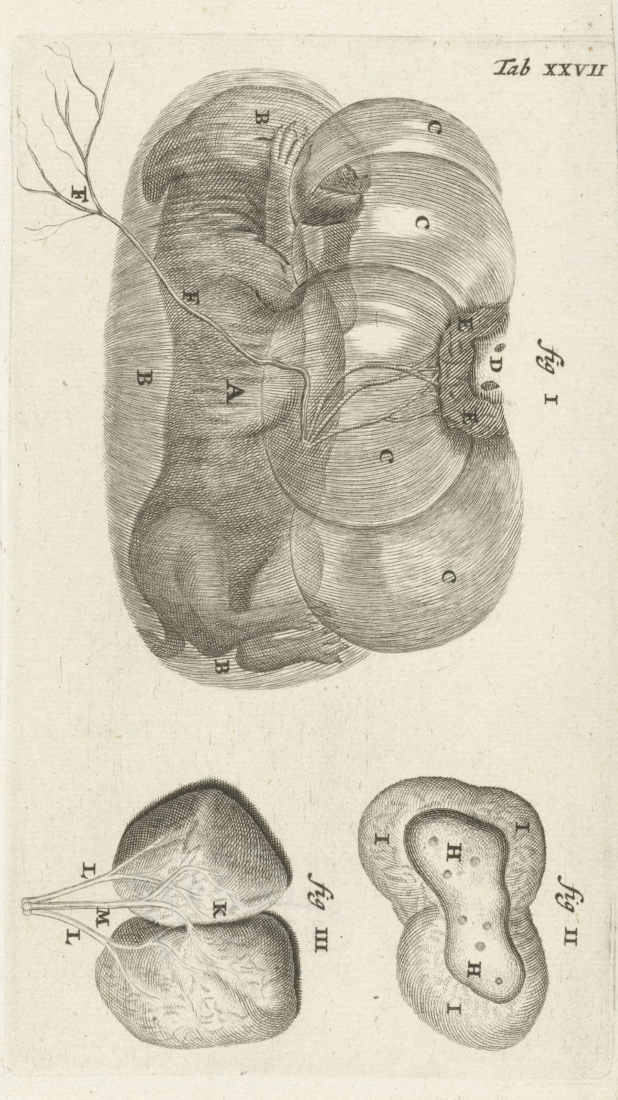 Anatomical illustration of a rabbit fetus in the uterus and the placenta 1672