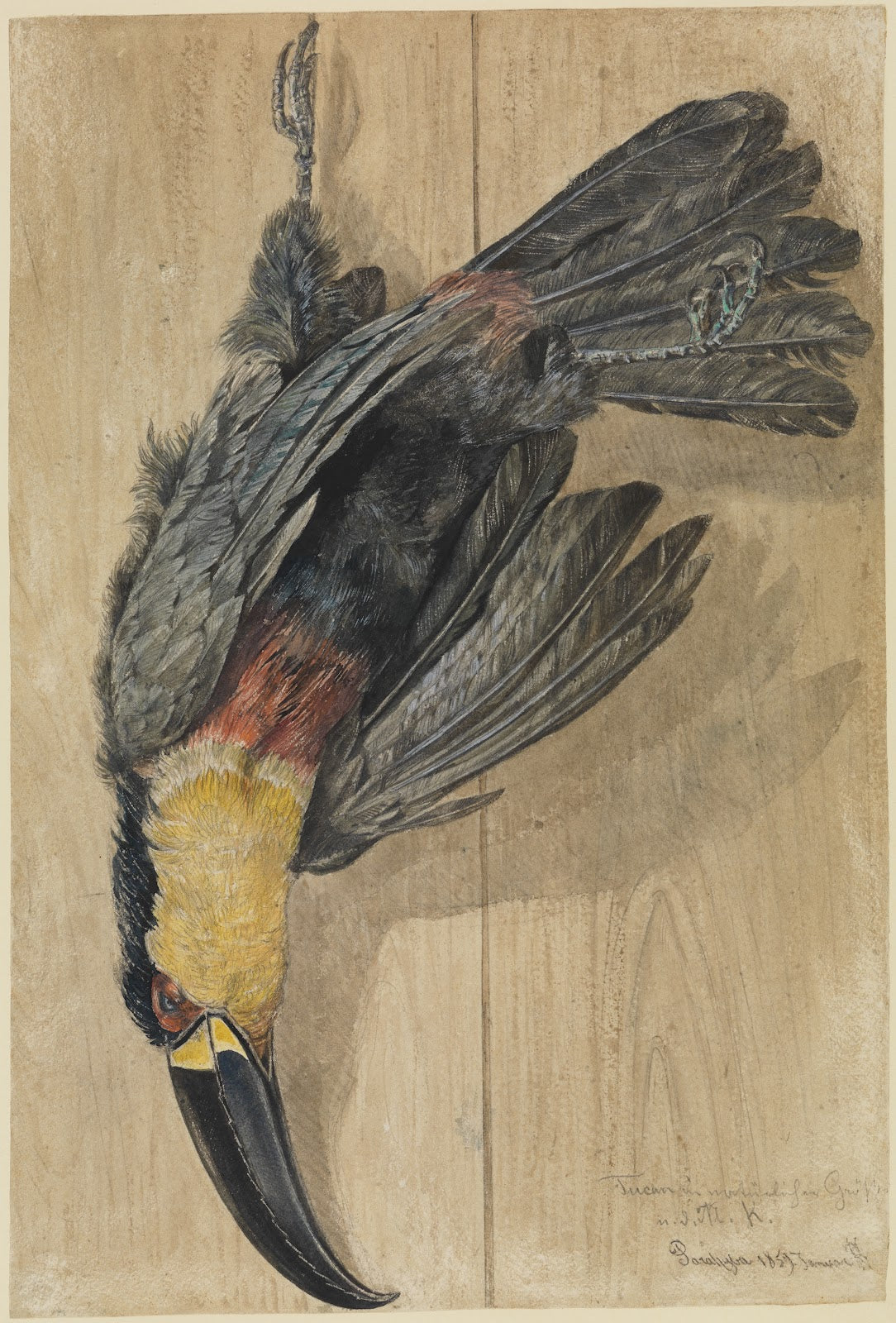 Studie eines toten Tukan Vogels 1859