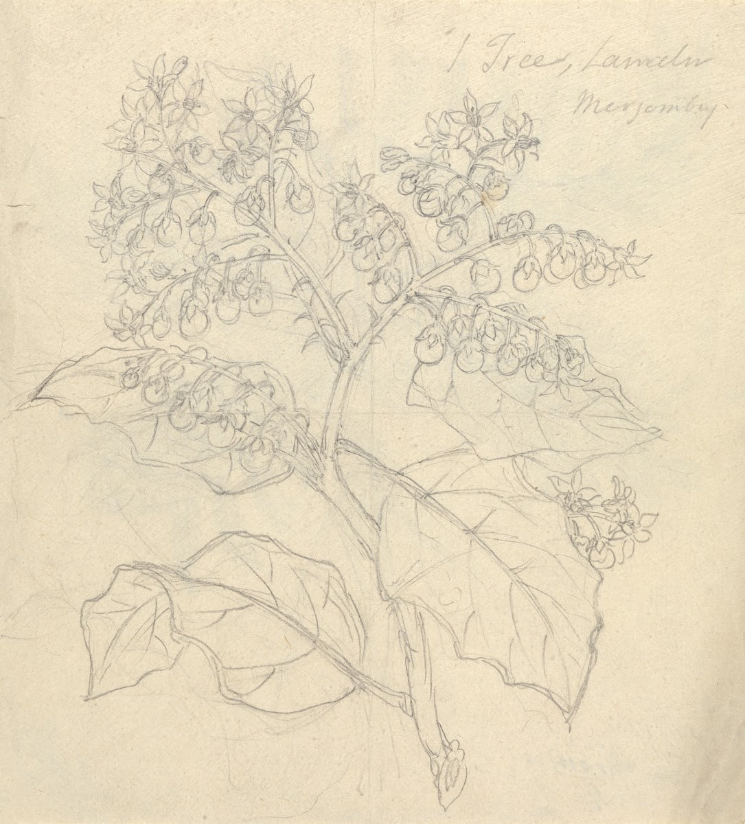 Solanum Adoense