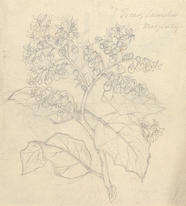 Solanum Adoense