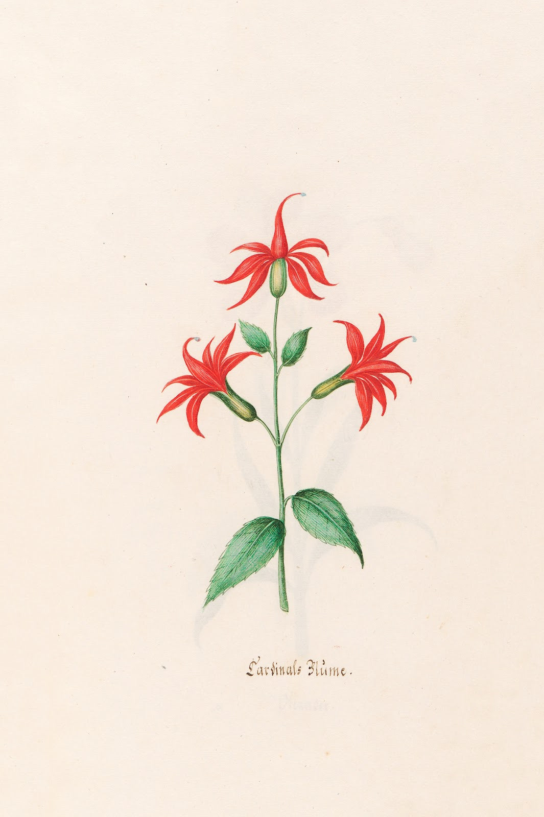 Cardinals Blüme 1692