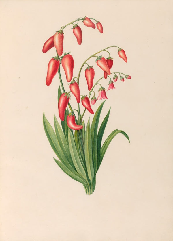Drawings of tropical flowers and fruits from South America Pl39 1830