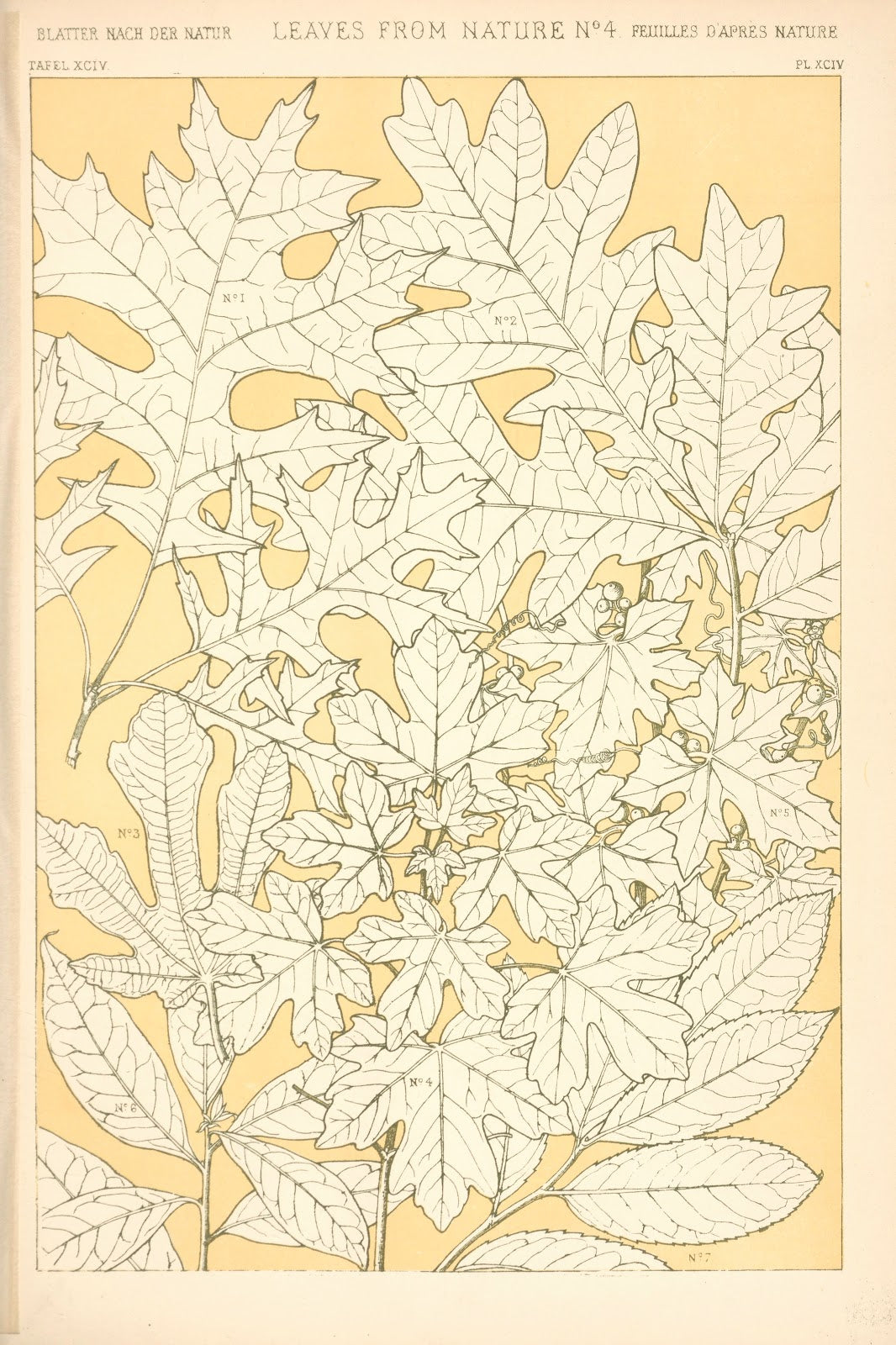 Leaves from Nature No 4 1910
